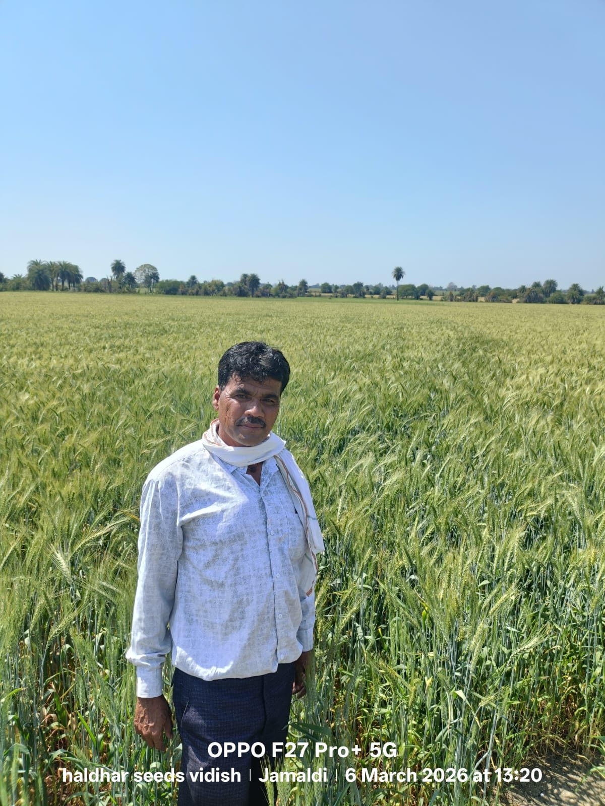 Farmer in wheat field
