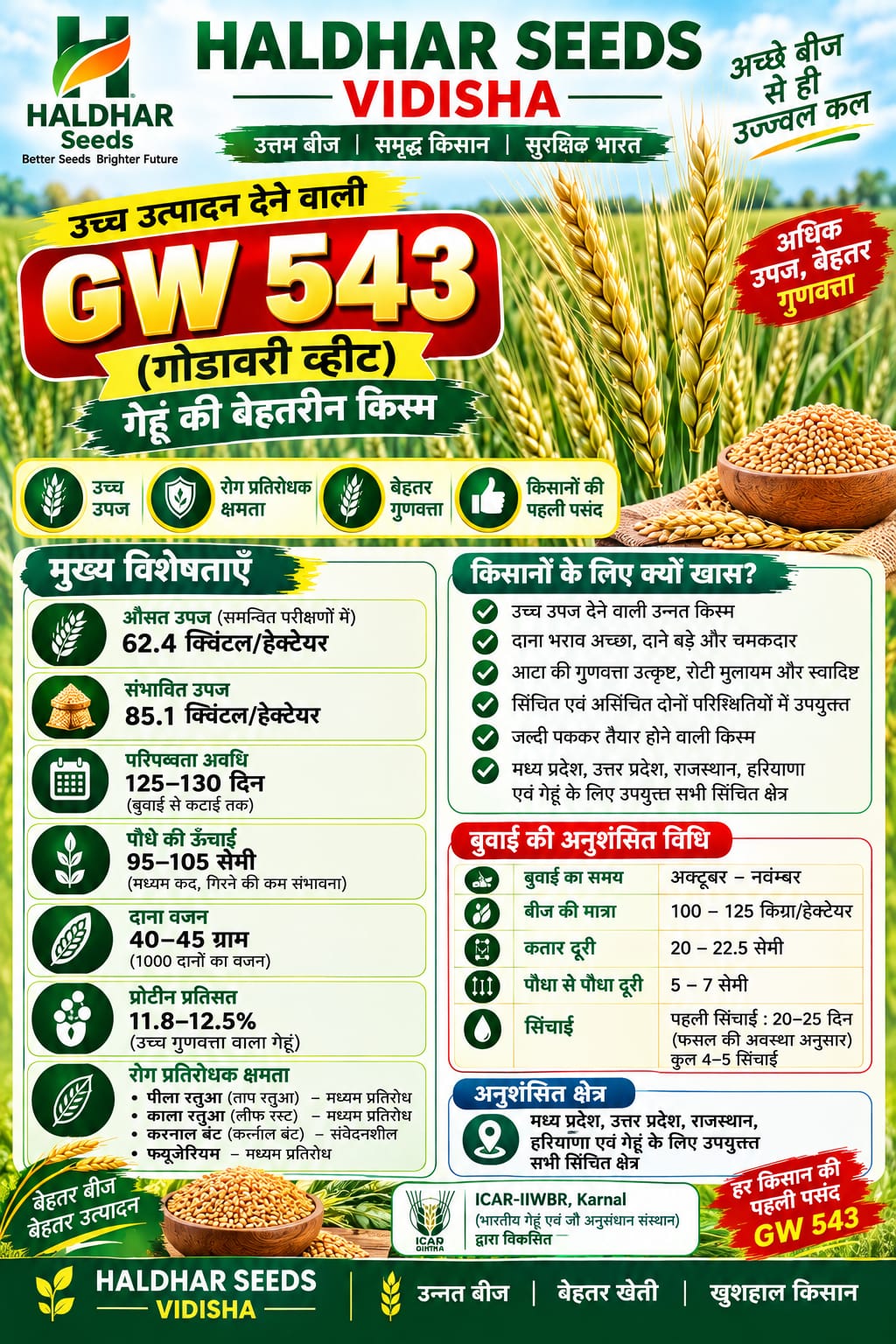 Haldhar Seeds GW 543 Wheat Seeds - 40 Kg