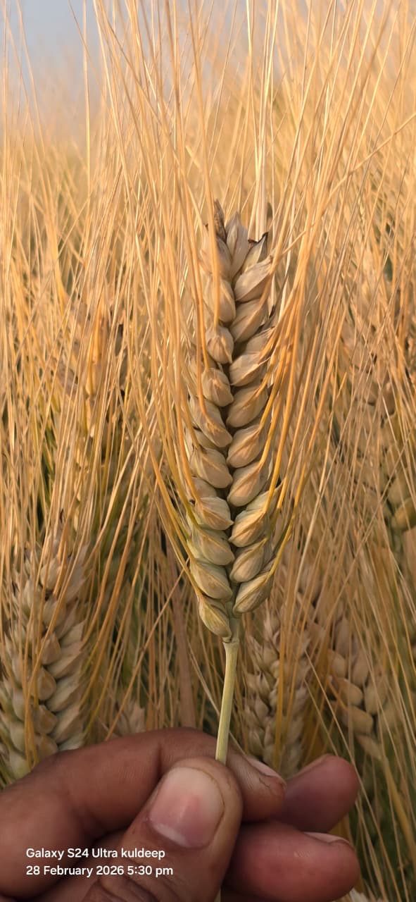 Wheat Seeds