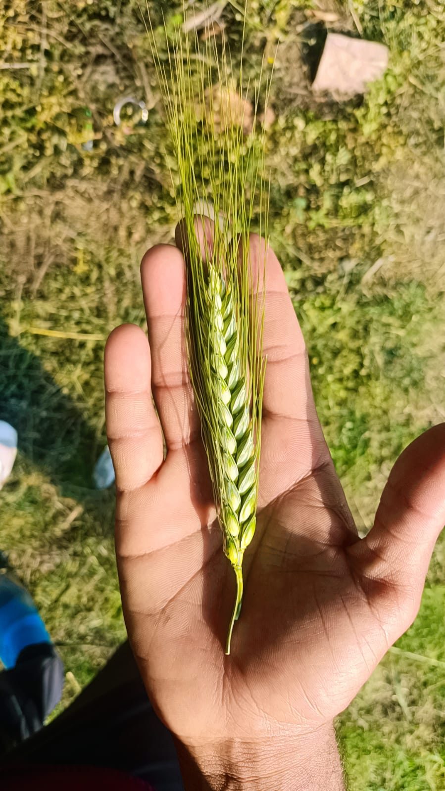 Green wheat ear