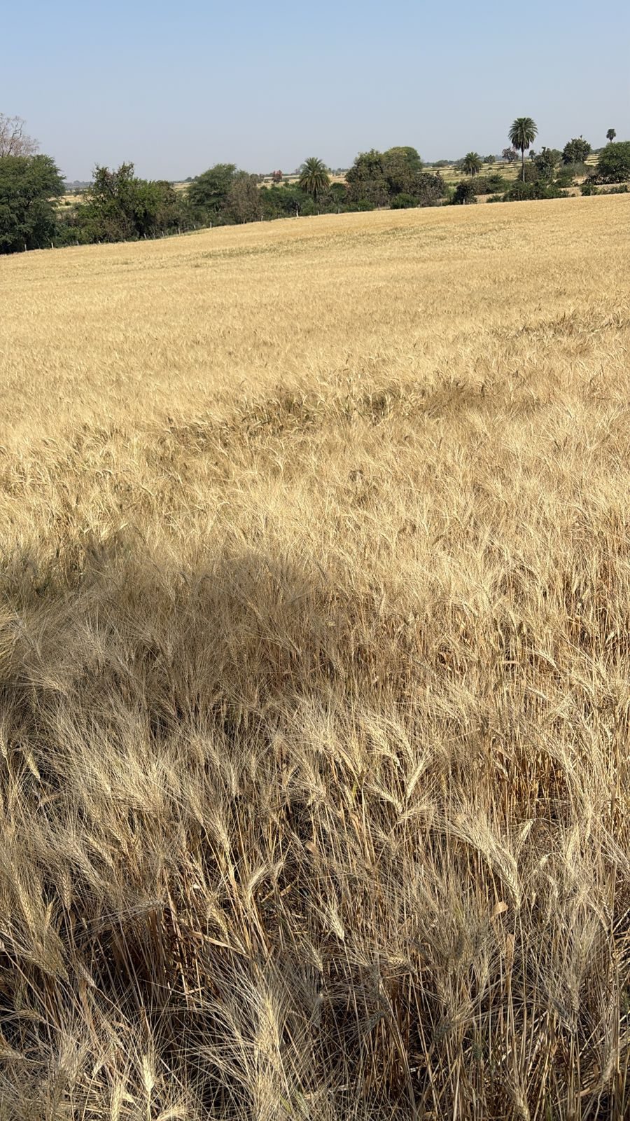 Wheat field in Madhya Pradesh