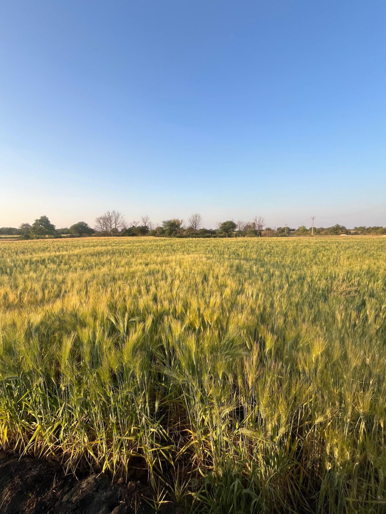 Wheat seeds