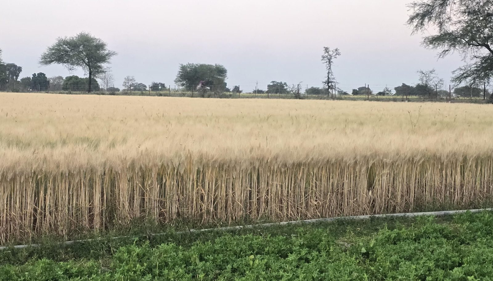 Wheat field