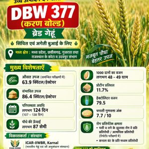 DBW 377 Wheat Seeds - 10 Kg