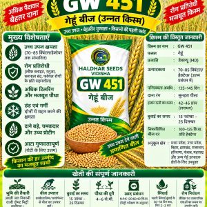 GW 451 Wheat Seeds - 10 Kg