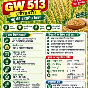GW 513 Wheat Seeds - 10 Kg