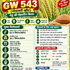 GW 543 Wheat Seeds - 10 Kg