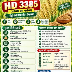 HD 3385 Wheat Seeds - 10 Kg