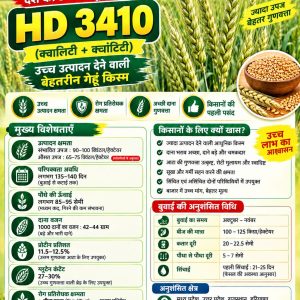 HD 3410 Wheat Seeds - 10 Kg