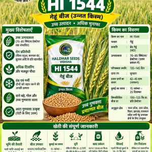 HI 1544 Wheat Seeds - 10 Kg