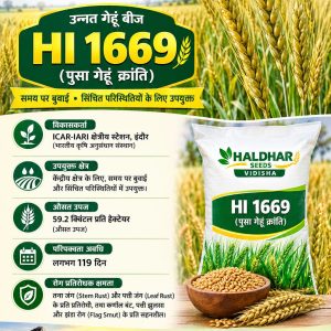 HI 1669 Wheat Seeds - 10 Kg
