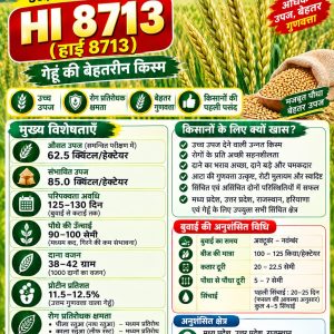 HI 8713 Wheat Seeds - 10 Kg
