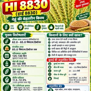 HI 8830 Wheat Seeds - 10 Kg
