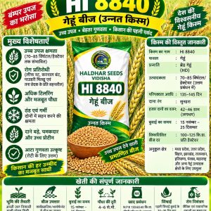 HI 8840 Wheat Seeds - 10 Kg