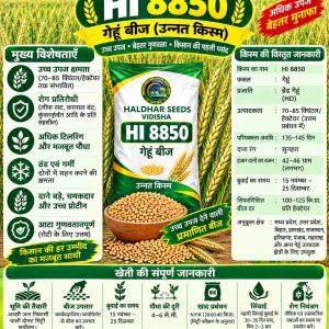 HI 8850 Wheat Seeds - 10 Kg