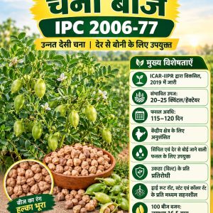 IPC 2006-77 Chana Seeds - 5 Kg