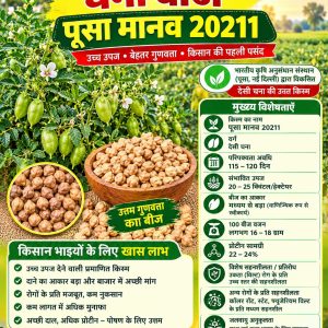 Pusa Manav 20211 Chana Seeds - 5 Kg