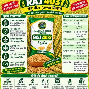 RAJ 4037 Wheat Seeds - 10 Kg